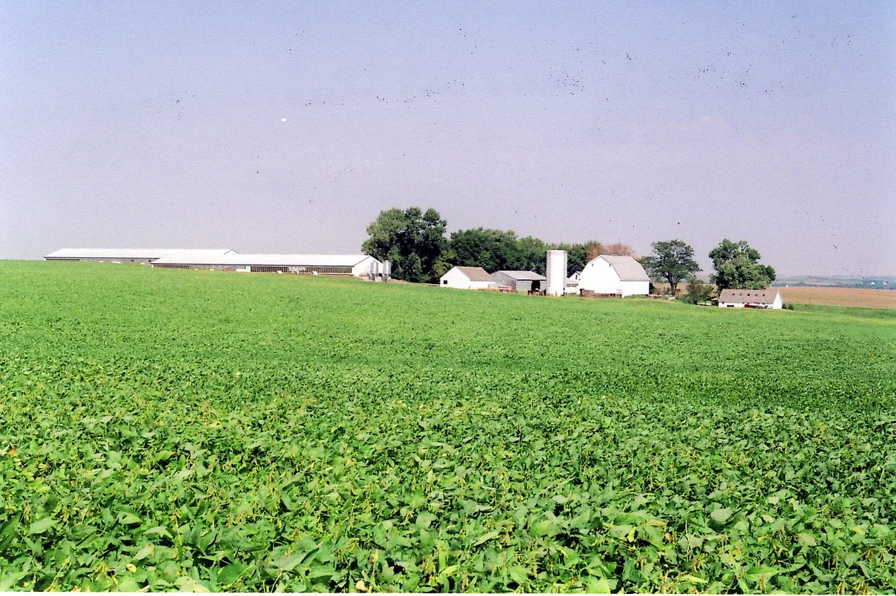Soybean field